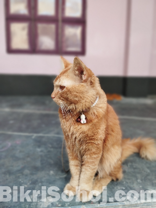 Persian Female Cat for Sale – Rangpur.